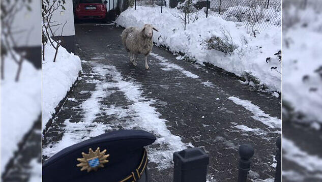 Das Schaf mit dem nicht mehr ganz so schneeweißen Fell. Das Schaf mit dem nicht mehr ganz so schneeweißen Fell.