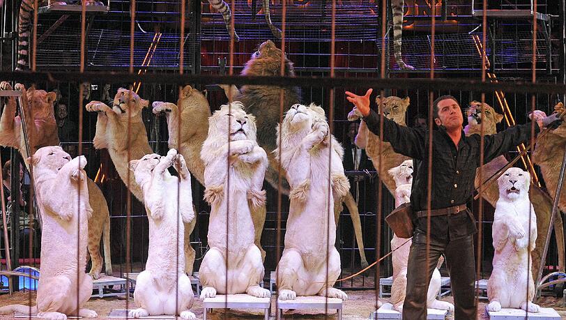 Dompteur Martin Lacey Jr. tritt mit seinen Raubkatzen im Circus Krone auf. Dompteur Martin Lacey Jr. tritt mit seinen Raubkatzen im Circus Krone auf.