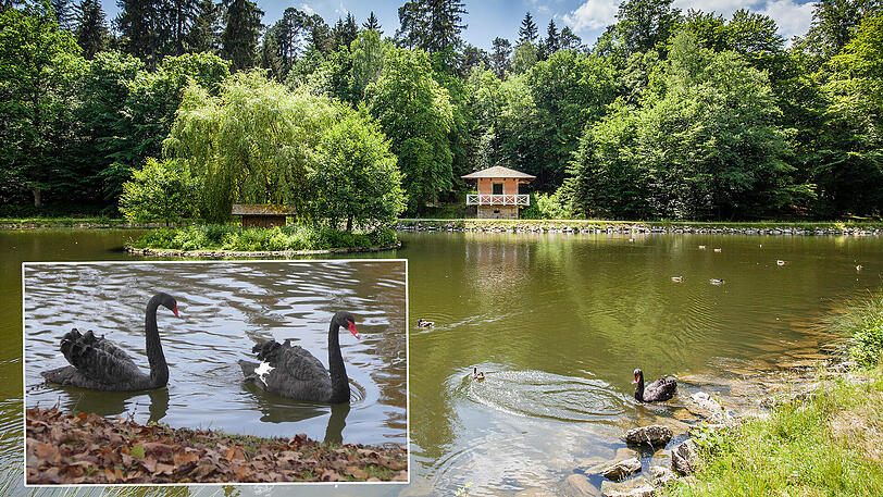 Im Schlosspark Fantaisie ist ein Trauerschwan (kleines Bild) von einem freilaufenden Hund getötet worden.