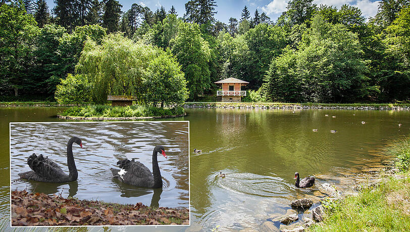 Im Schlosspark Fantaisie ist ein Trauerschwan (kleines Bild) von einem freilaufenden Hund getötet worden. Im Schlosspark Fantaisie ist ein Trauerschwan (kleines Bild) von einem freilaufenden Hund getötet worden.
