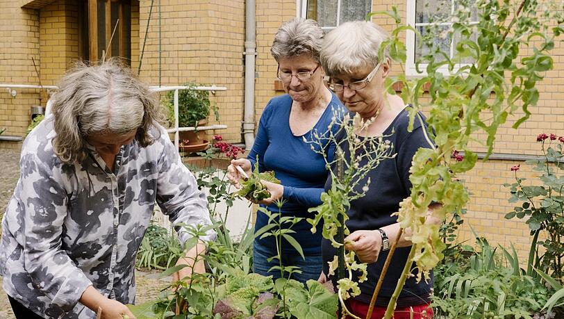 Kein eigener Garten oder Balkon? Dann bauen Sie doch ein Hochbeet auf einen freien Platz vor Ihrem Haus - und pflanzen dort Tomaten und Zucchini an, wie die Damen links im Bild. Kein eigener Garten oder Balkon? Dann bauen Sie doch ein Hochbeet auf einen freien Platz vor Ihrem Haus - und pflanzen dort Tomaten und Zucchini an, wie die Damen links im Bild.