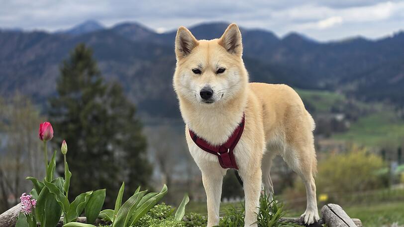 Cookie ist freundlich auch gegenüber anderen Haustieren und fremden Menschen. Sie ist furchtlos und liebt Spaziergängen in Wald. Sie ist Bereicherung für unser Familie.