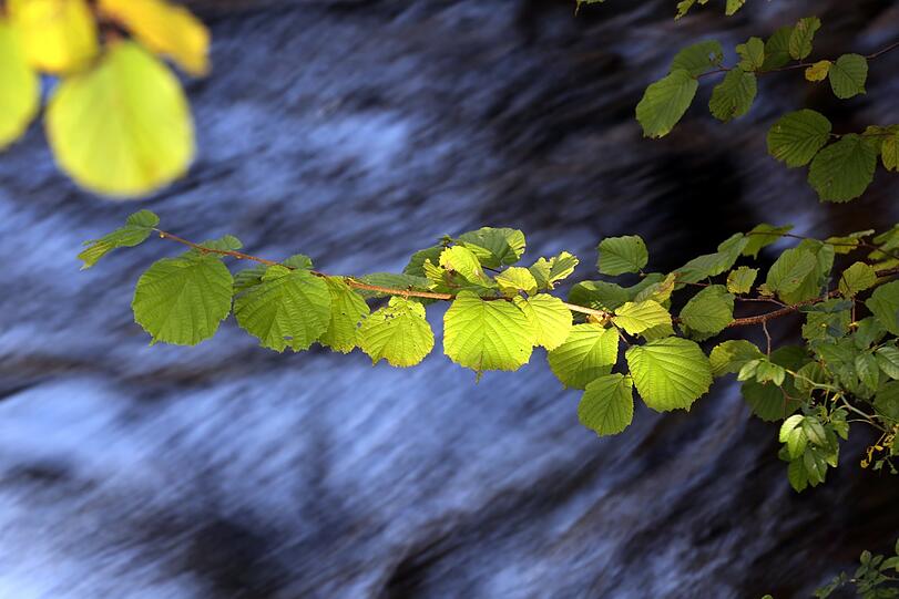 Farbenspiel zwischen Sonne, Laub und Wasser.