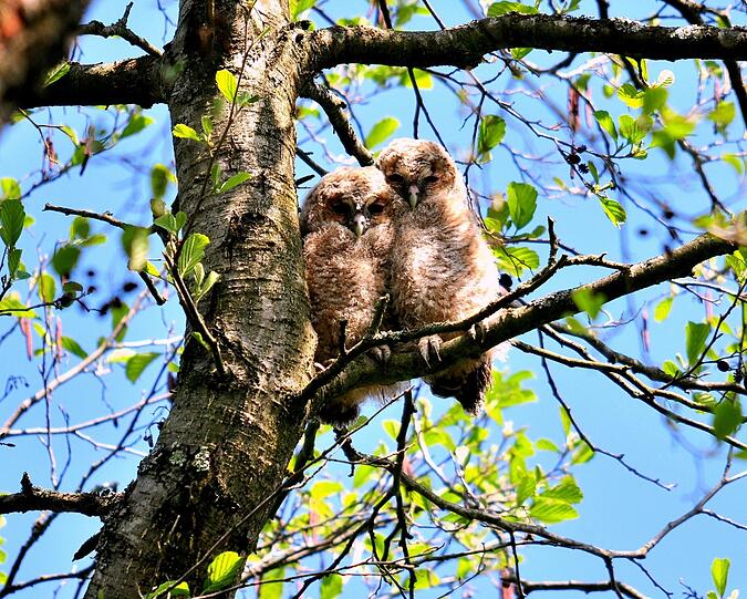 Auch Waldkauz-Jungvögel sind bedroht, denn die Elterntiere verfüttern auch vergiftete Beute an ihren Nachwuchs.