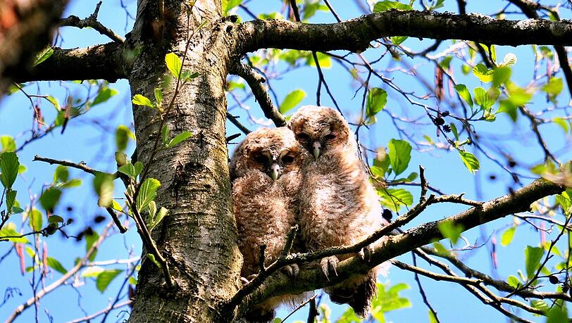 Auch Waldkauz-Jungvögel sind bedroht, denn die Elterntiere verfüttern auch vergiftete Beute an ihren Nachwuchs. Auch Waldkauz-Jungvögel sind bedroht, denn die Elterntiere verfüttern auch vergiftete Beute an ihren Nachwuchs.