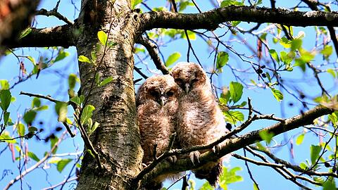 Auch Waldkauz-Jungvögel sind bedroht, denn die Elterntiere verfüttern auch vergiftete Beute an ihren Nachwuchs.