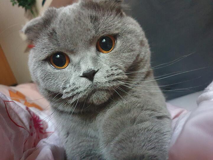 Nala