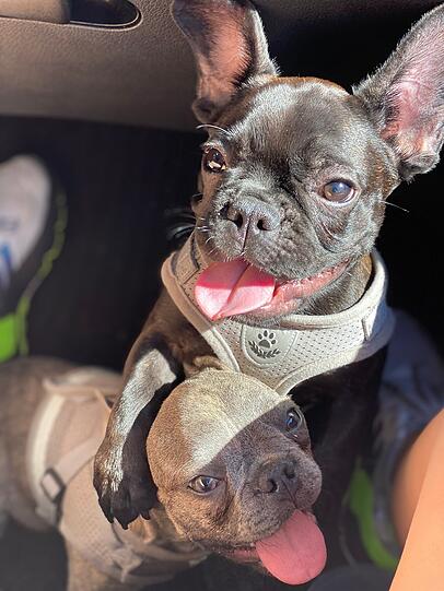 Louie und Balu