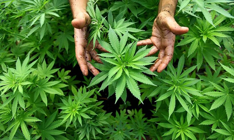 Der Anbau von  Marihuana kann sich sogar für Staaten lohnen