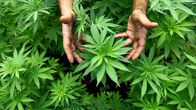 Der Anbau von  Marihuana kann sich sogar für Staaten lohnen
