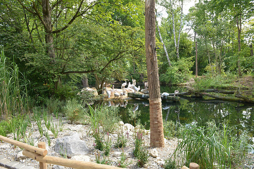 Die neue Pelikan-Anlage im Tierpark Hellabrunn.