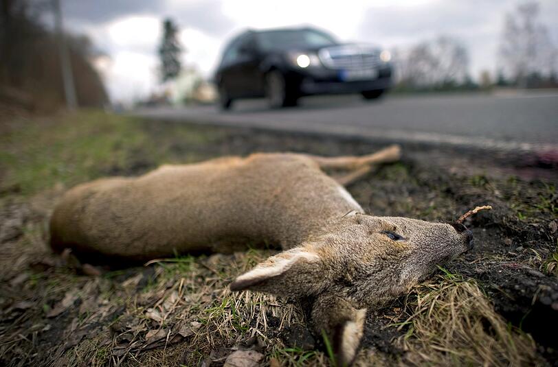 Ein verendetes Reh liegt am Rande einer Bundesstraße. Laut DJV ist die Zahl der Wildunfälle auf deutschen Straßen drastisch angestiegen.