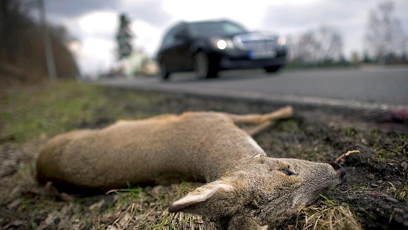 Ein verendetes Reh liegt am Rande einer Bundesstraße. Laut DJV ist die Zahl der Wildunfälle auf deutschen Straßen drastisch angestiegen. Ein verendetes Reh liegt am Rande einer Bundesstraße. Laut DJV ist die Zahl der Wildunfälle auf deutschen Straßen drastisch angestiegen.