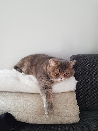 Elli