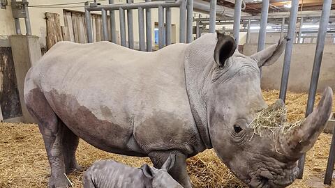 Nashorn-Mutter Wiesje steht im Augsburger Zoo mit ihrem männlichen Jungen.