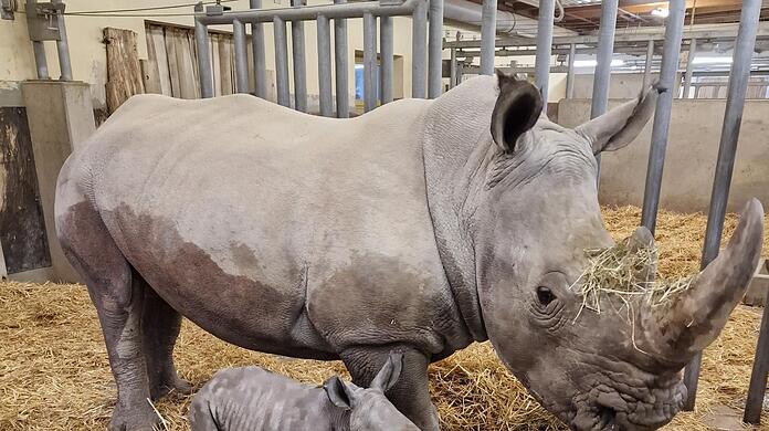 Nashorn-Mutter Wiesje steht im Augsburger Zoo mit ihrem männlichen Jungen.