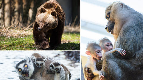 Die Tiere im Tierpark Hellabrunn erwachen langsam wieder aus ihrer Winterstarre. Und Nachwuchs gibt es ebenfalls neuen.