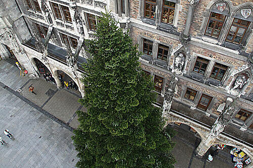 Ein 26 Meter hoher Christbaum ziert seit Montag den Münchner Marienplatz