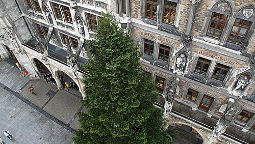 Ein 26 Meter hoher Christbaum ziert seit Montag den Münchner Marienplatz Ein 26 Meter hoher Christbaum ziert seit Montag den Münchner Marienplatz