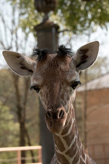 Ein zuckersüßes Giraffenbaby wartet im Tierpark Hellabrunn auf Besucher. Zwei Wochen ist es gerade alt. Hier gibt's schon mal die nettesten Fotos von dem putzigem Tierchen.