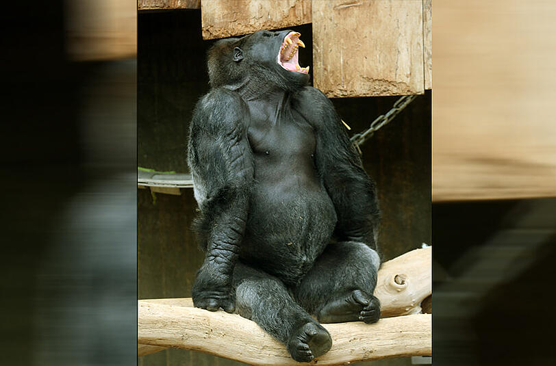 Ein Gorilla-Silberrücken im Zoo: In der US-Großstadt Cincinnati hat ein solches Tier ein kleines Kind gepackt und musste erschossen werden.