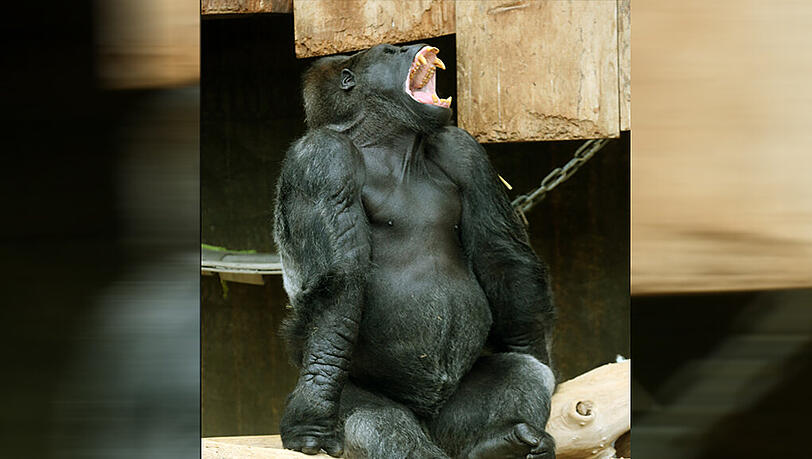 Ein Gorilla-Silberrücken im Zoo: In der US-Großstadt Cincinnati hat ein solches Tier ein kleines Kind gepackt und musste erschossen werden. Ein Gorilla-Silberrücken im Zoo: In der US-Großstadt Cincinnati hat ein solches Tier ein kleines Kind gepackt und musste erschossen werden.