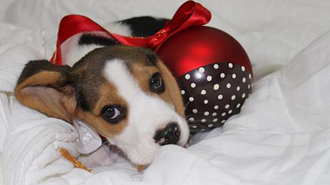 Keine geeignetes Weihnachtsgeschenk: Nach den Feiertagen sind viele neue Tierbesitzer überfordert und geben die Tiere im Tierheim ab. (Symbolbild)