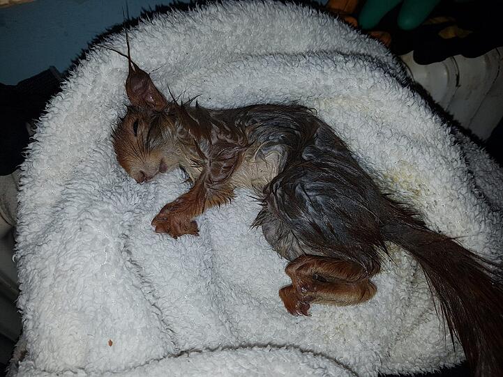 Mit viel Olivenöl konnte das arme Tierchen nach einer Stunde befreit werden.
