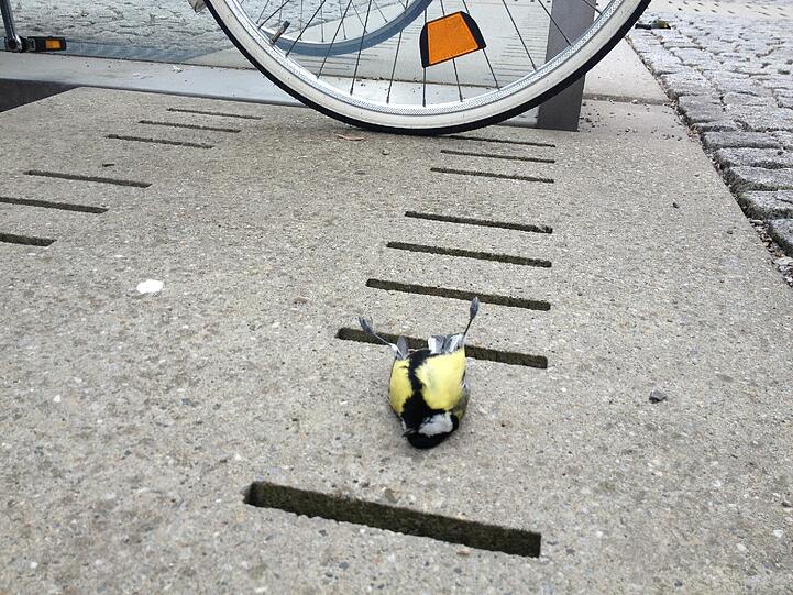 Ebenso diese kleine Kohlmeise.