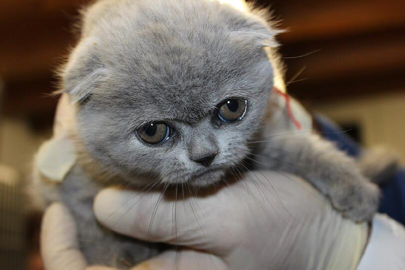 Die Katzenbabys bei der Aufnahme in die Quarantänestation des Tierheims.