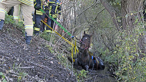 Die Feuerwehr zieht "Rio" mit vereinten Kräften aus dem Bachlauf. Die Bilder der Rettungsaktion.
