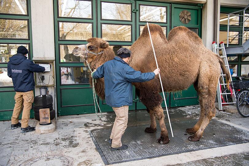 Bestandsaufnahme in Hellabrunn. Willkommen bei den Trampeltieren.
