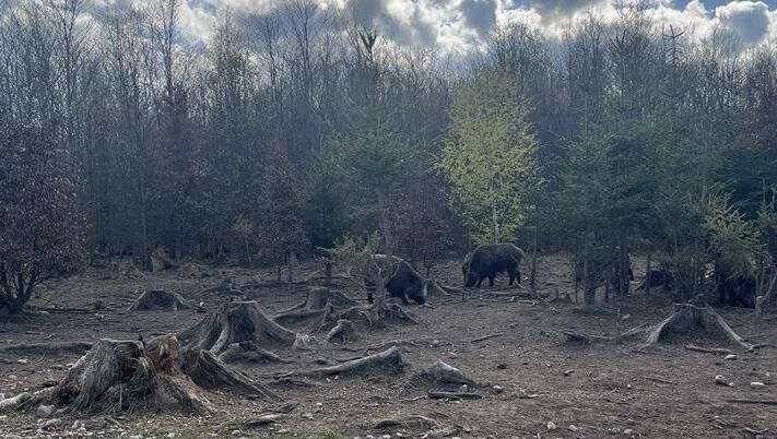 V&ouml;llig unbeeindruckt von Spazierg&auml;ngern: Die Wildschweine im Forstenrieder Park.