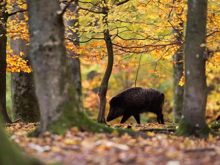 Ein Wildschwein läuft in einem Gehege durch den Wald.