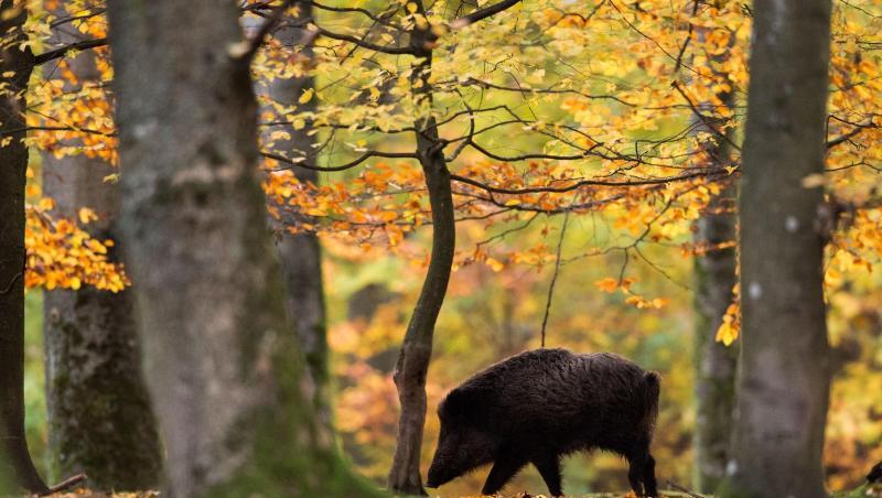 Ein Wildschwein läuft in einem Gehege durch den Wald. Ein Wildschwein läuft in einem Gehege durch den Wald.