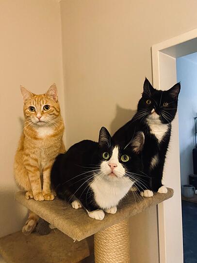 Kater Loki, Skitti und Gizmo