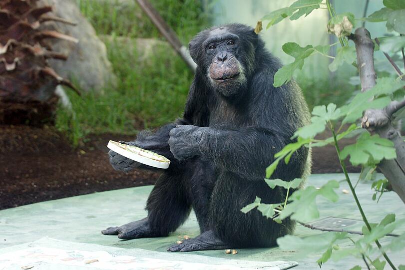 "Toni" wird 50: Der Methusalem-Affe aus dem, Tierpark Hellabrunn hat Geburtstag gefeiert. Die Bilder
