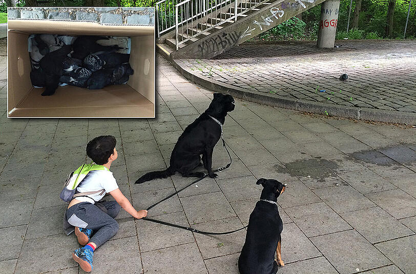 Hier wurden die vergifteten Tauben gefunden. Die meisten von ihnen verendeten qualvoll oder mussten eingeschläfert werden.