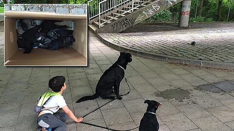 Hier wurden die vergifteten Tauben gefunden. Die meisten von ihnen verendeten qualvoll oder mussten eingeschläfert werden.
