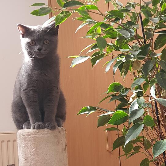 Milo