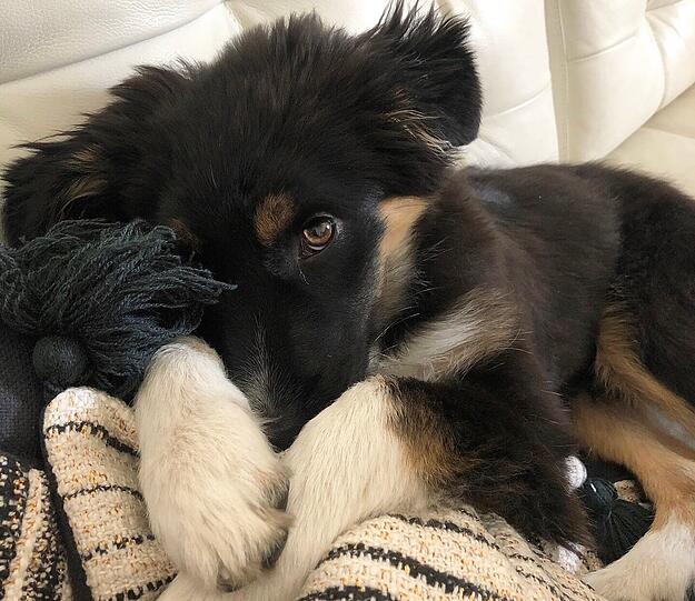 Leni
