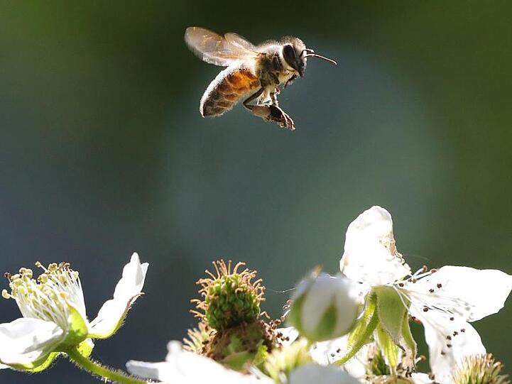 Eine Honigbiene fliegt am Weltbienentag eine Blüte eines Brombeerstrauches an. Foto: Wolfgang Kumm/Archiv