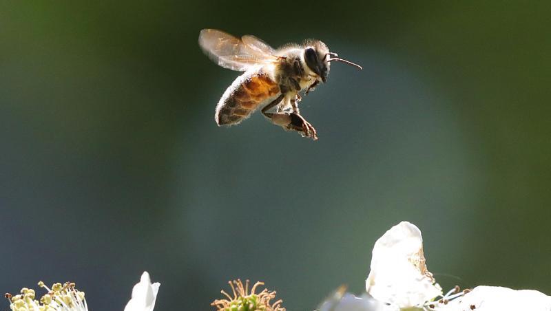 Eine Honigbiene fliegt am Weltbienentag eine Blüte eines Brombeerstrauches an. Foto: Wolfgang Kumm/Archiv Eine Honigbiene fliegt am Weltbienentag eine Blüte eines Brombeerstrauches an. Foto: Wolfgang Kumm/Archiv