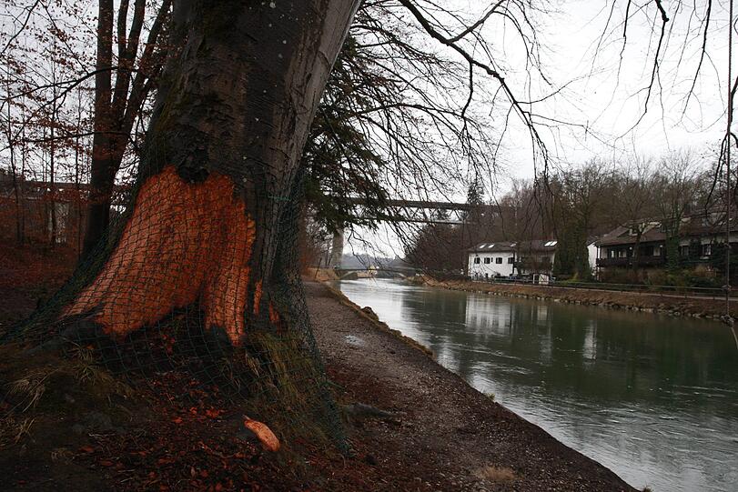 Der Biber fühlt sich an der Isar offenbar so richtig wohl und lässt es sich schmecken. Schön ist das nicht, beunruhigt muss wegen der Biber-Schäden aber niemand sein.