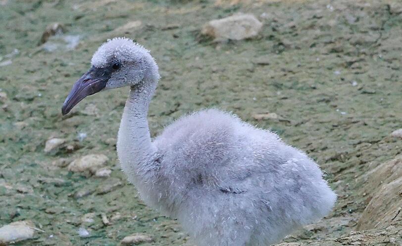 Ist noch ganz schön staksig unterwegs: ein junger Flamingo. Ist noch ganz schön staksig unterwegs: ein junger Flamingo.