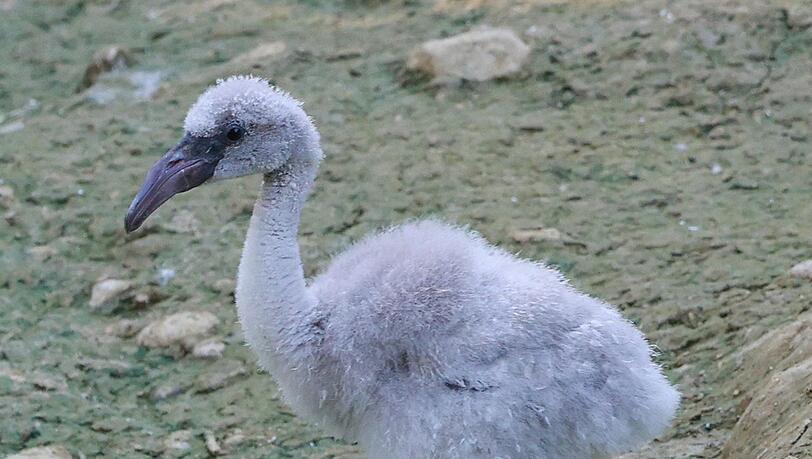 Ist noch ganz schön staksig unterwegs: ein junger Flamingo. Ist noch ganz schön staksig unterwegs: ein junger Flamingo.