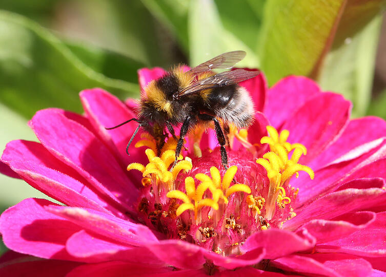 Am Weißenburger Platz: Eine Hummel schlägt sich hier mal so richtig den Magen voll.