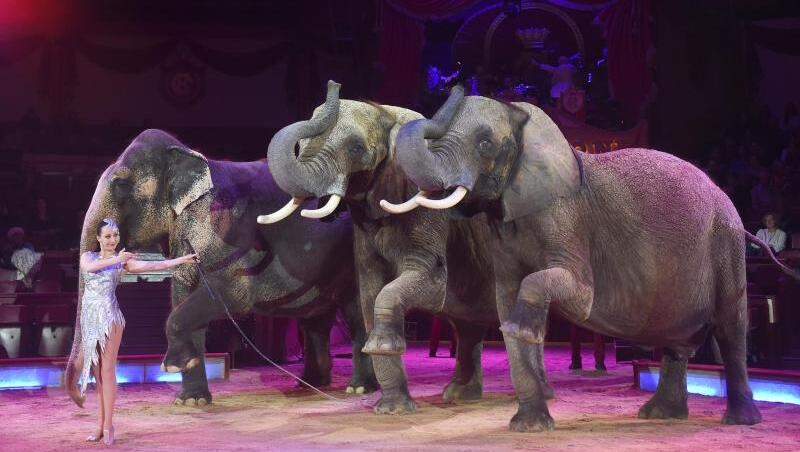 Jana Mandana Lacey-Krone mit ihren Elefanten im Circus Krone, darunter auch ganz links die Mala. (Archivbild)