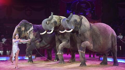 Jana Mandana Lacey-Krone mit ihren Elefanten im Circus Krone, darunter auch ganz links die Mala. (Archivbild)