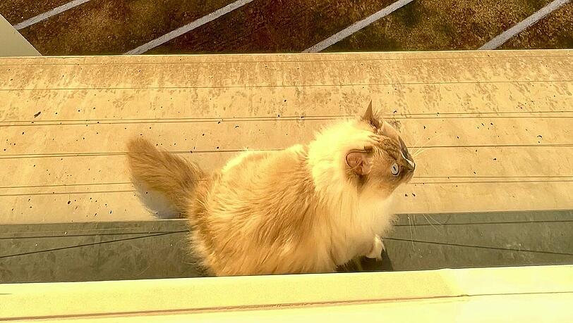 Diese Katze hat die Münchner Feuerwehr am Mittwochmorgen gerettet.